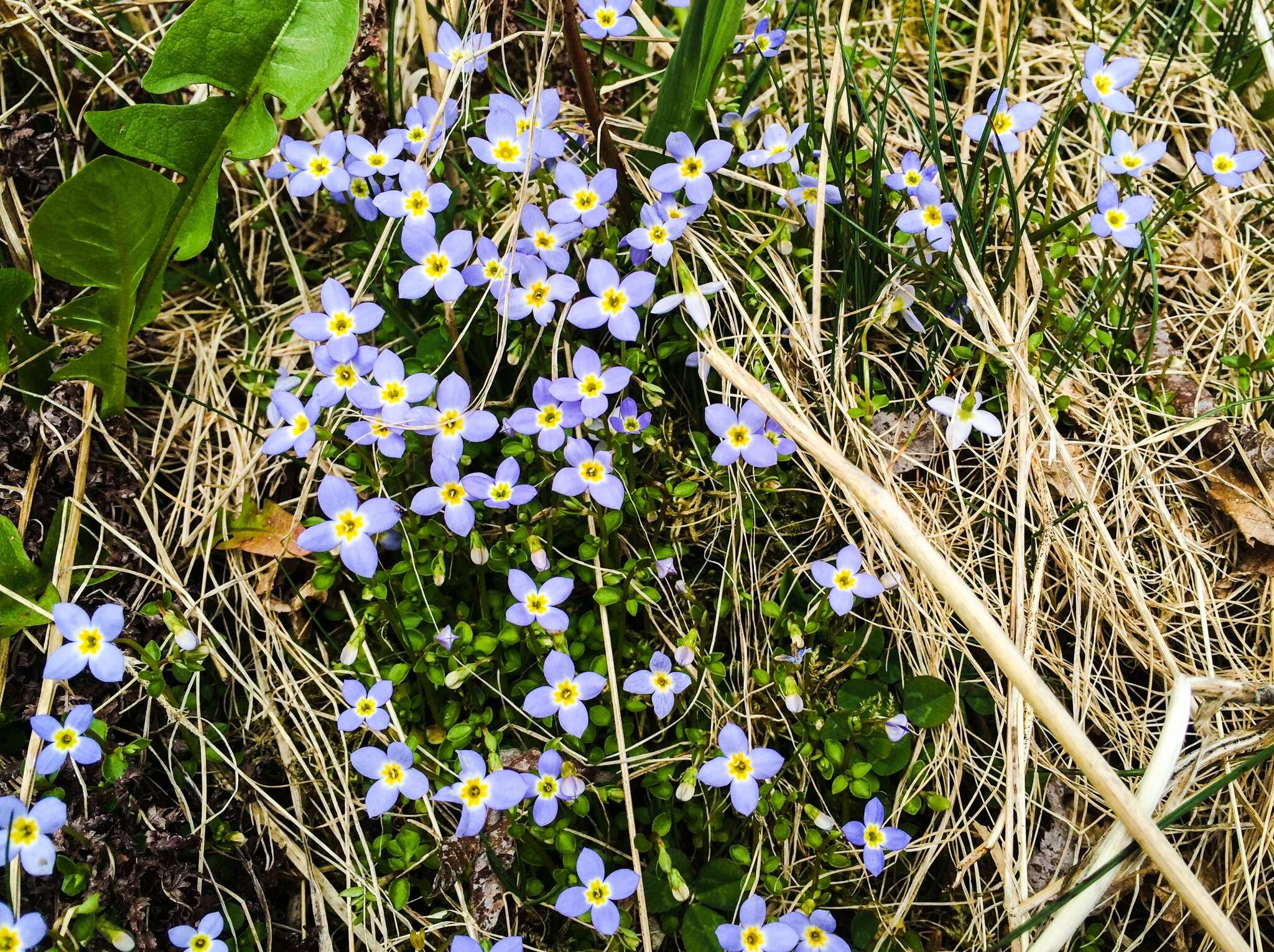 Image of thymeleaf bluet