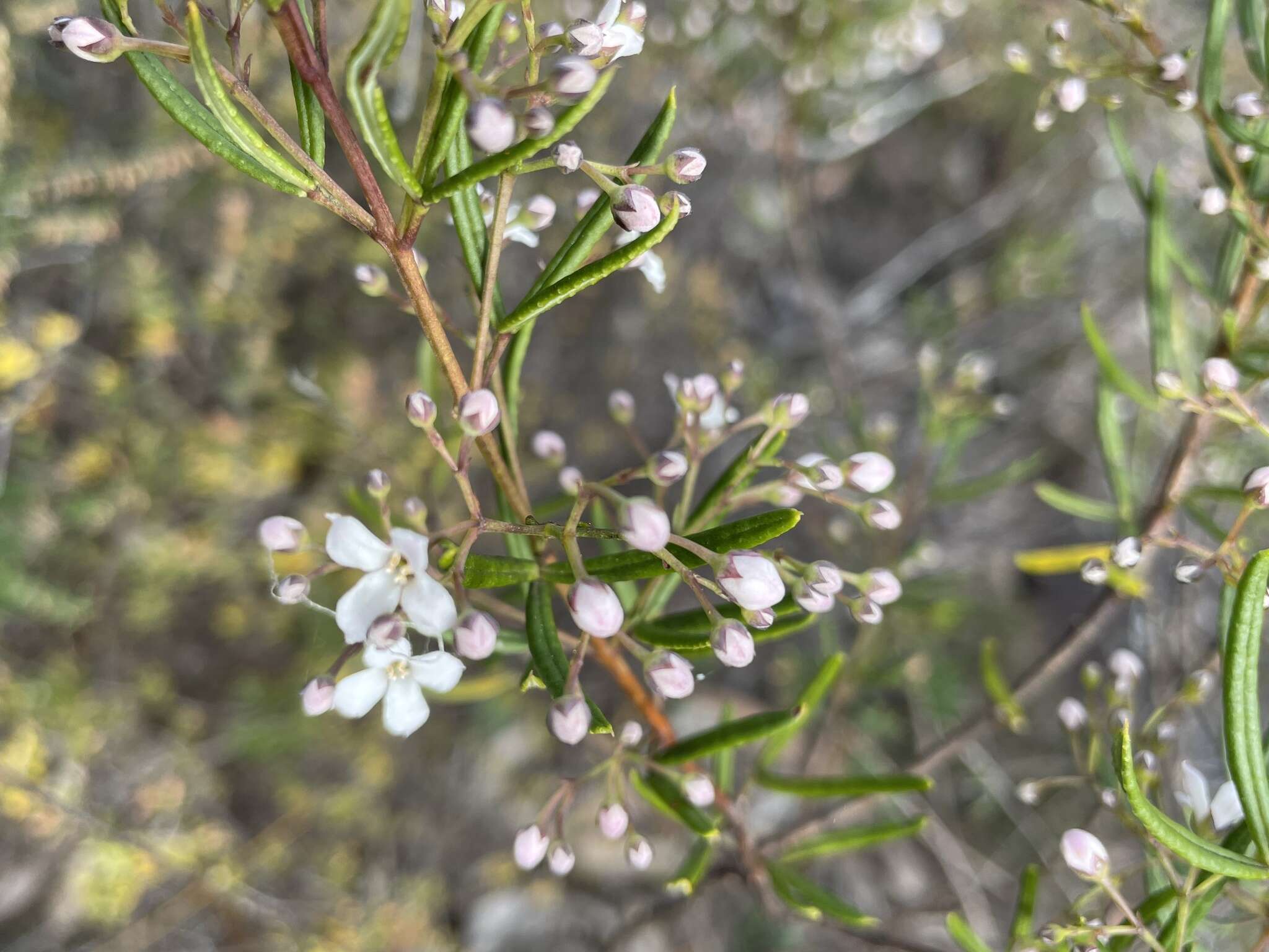 Image of Zieria laevigata Bonpl.