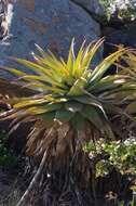 Image of Aloe lineata (Aiton) Haw.