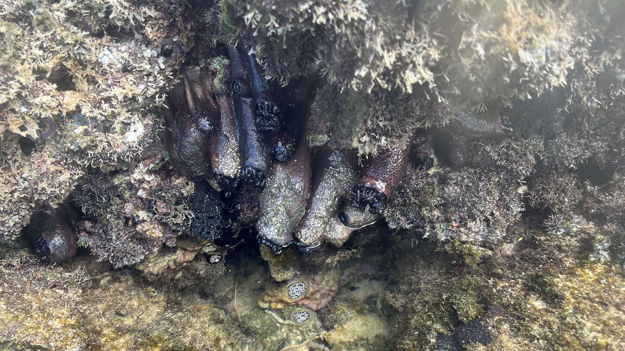 Image of Holothuria subgen. Semperothuria Deichmann 1958