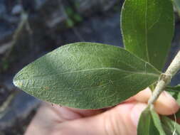 Image of Wright's goldenrod