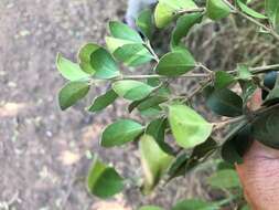 Sivun Psydrax odorata subsp. buxifolia (Benth.) S. T. Reynolds kuva