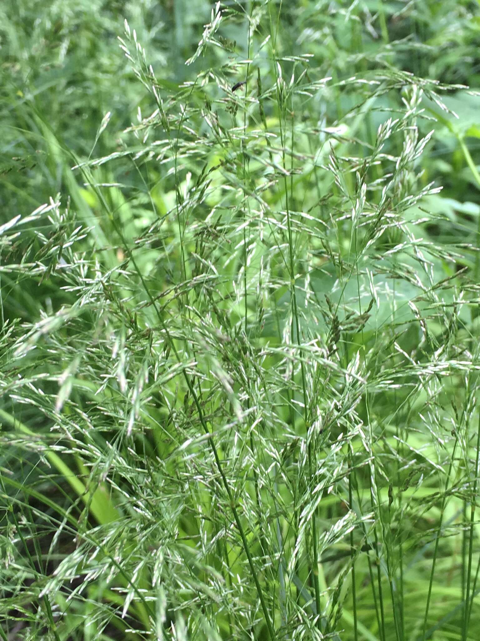 Image of Tufted Hair-grass