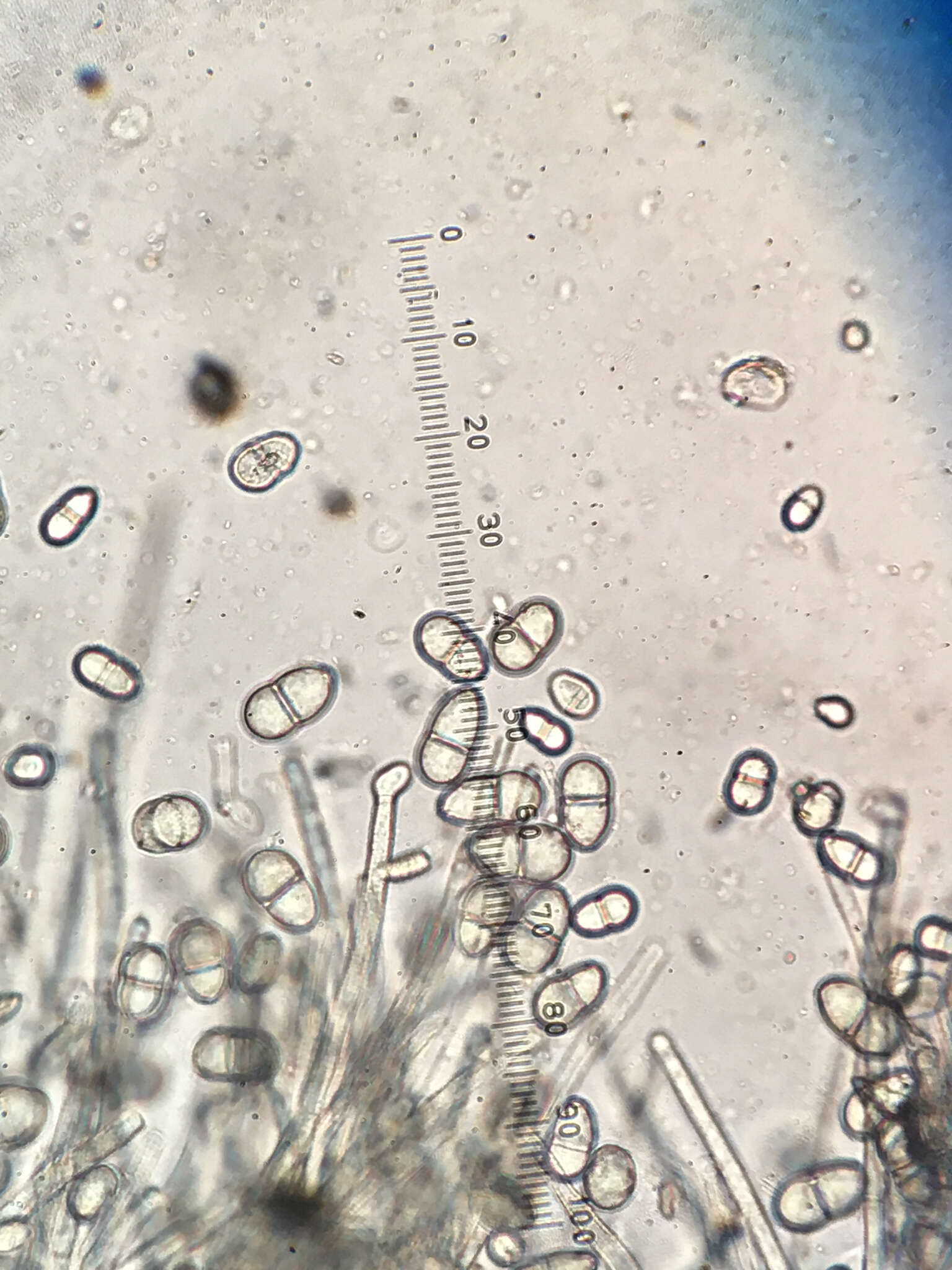 Sivun Trichothecium kuva