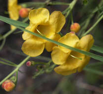 Image of Arizona desert foxglove