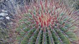 Image of Ferocactus haematacanthus (Muehlenpf.) Britton & Rose