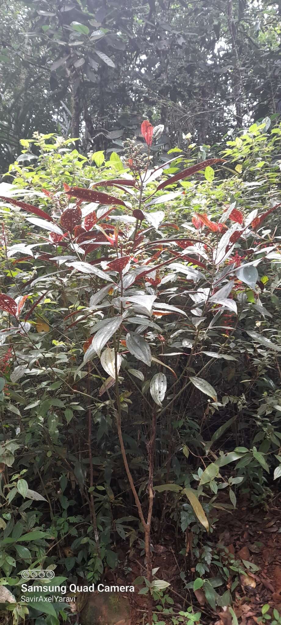 Miconia oinochrophylla Donn. Sm. resmi