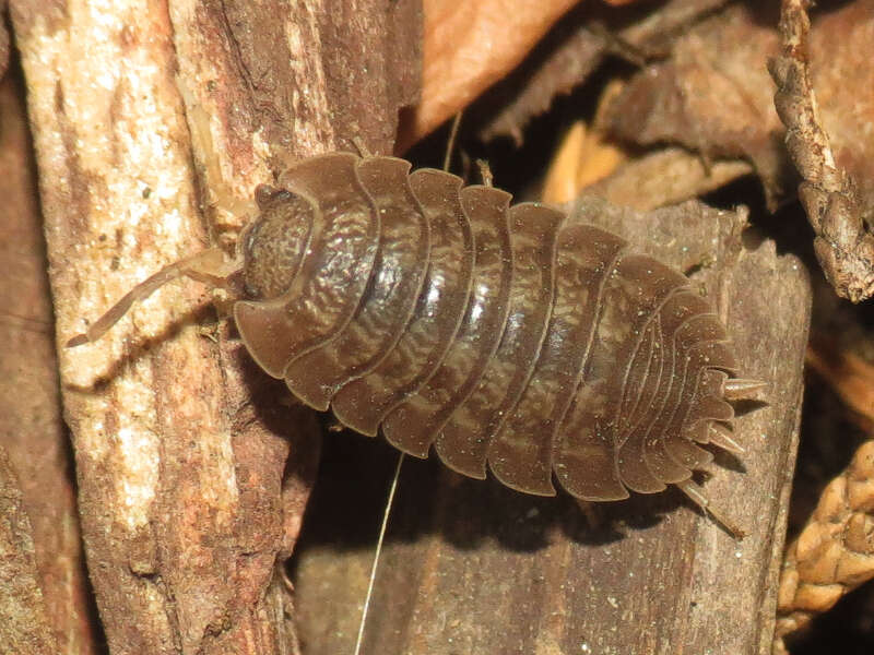 Image of Isopod