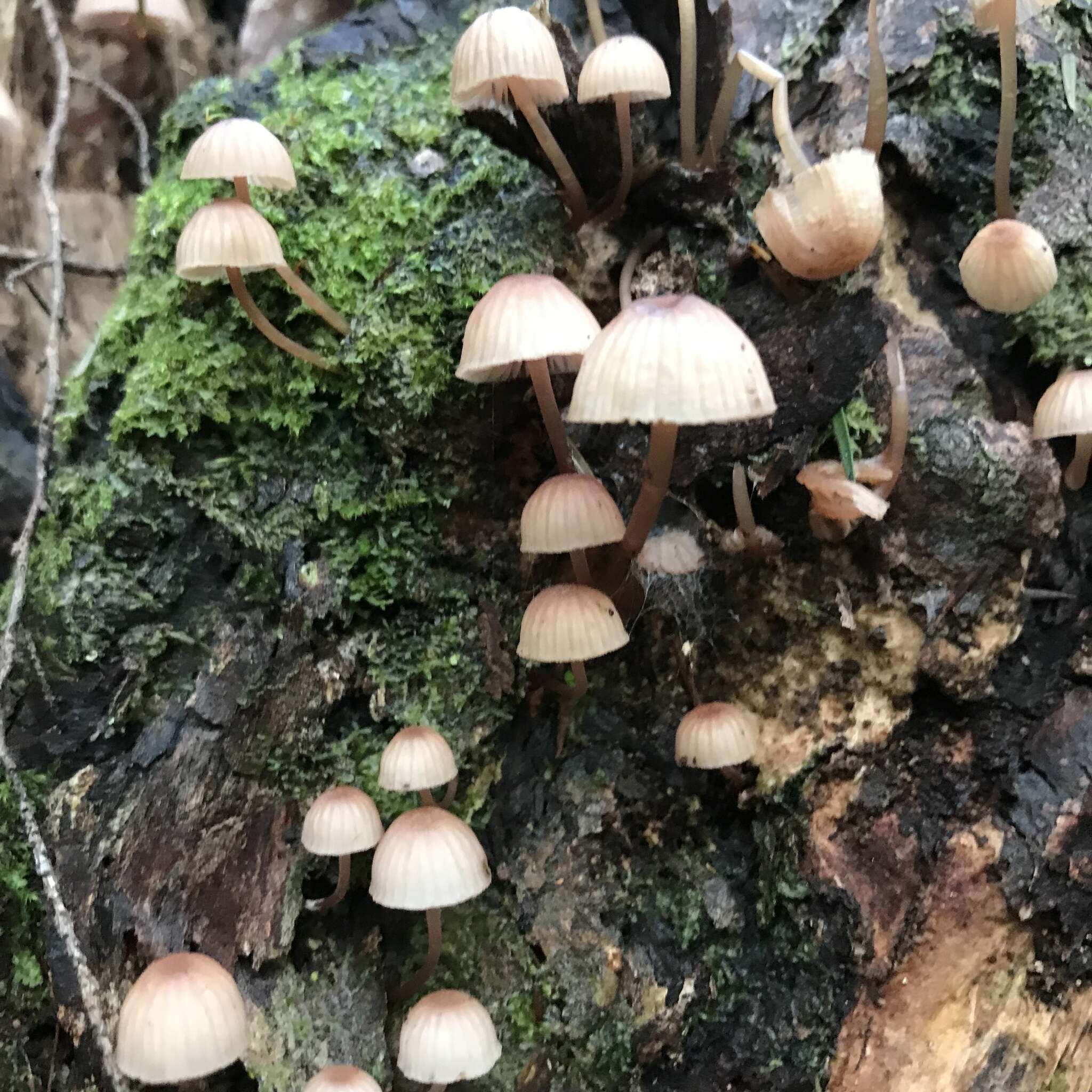 Image of Mycena parsonsiae G. Stev. 1964