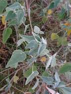 Image of Abutilon terminale (Cav.) A. St.-Hil.