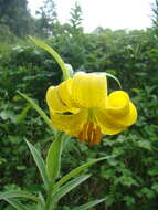 Imagem de Lilium monadelphum M. Bieb.