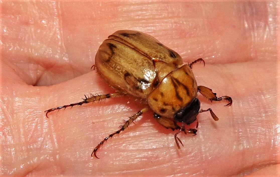 Image of Cyclocephala signaticollis Burmeister 1847