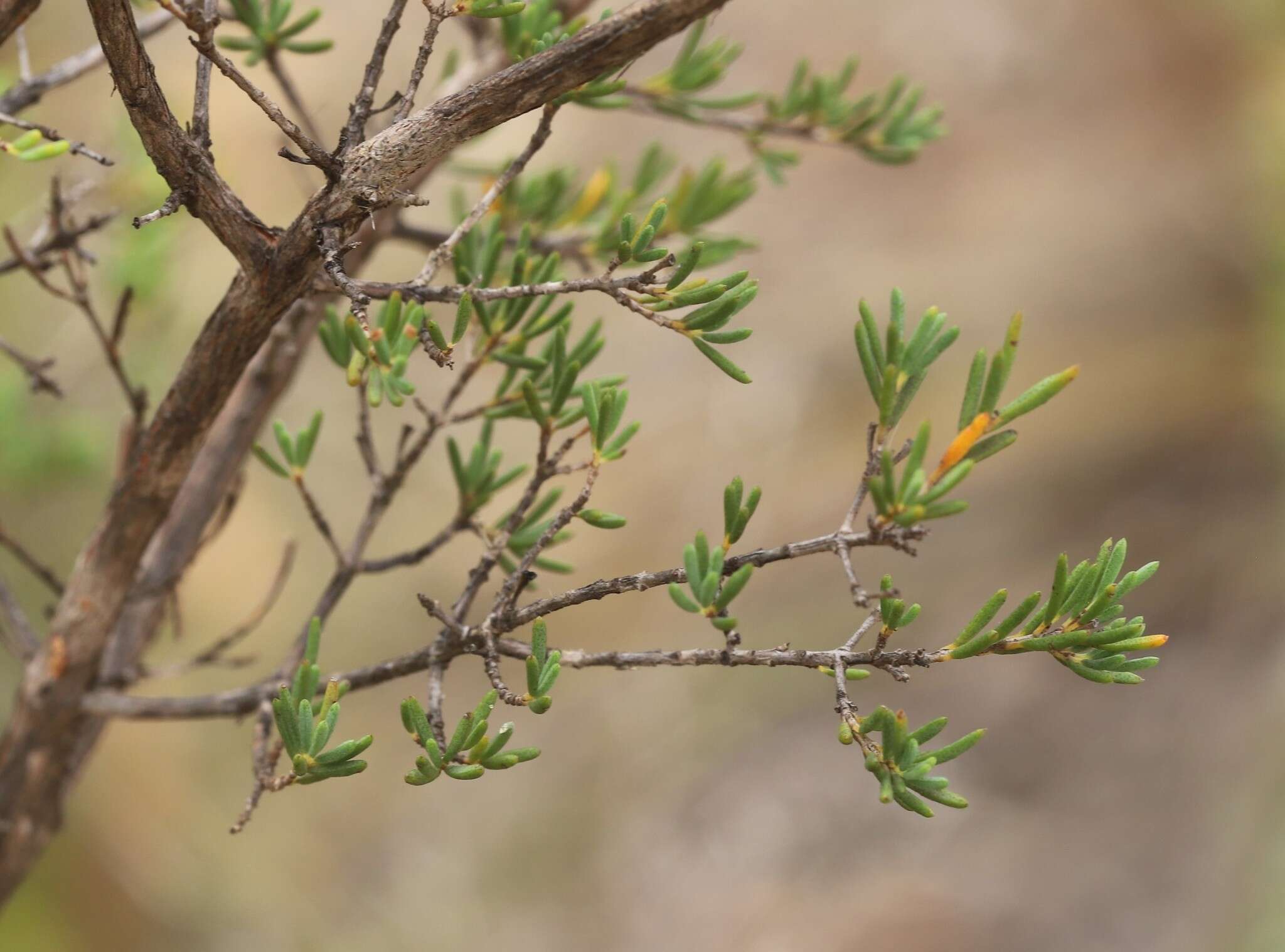 Verticordia sieberi Dies. ex Schau. resmi