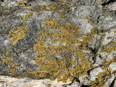 Image of orange lichen