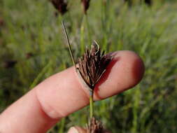 Image of Black Bog-rush