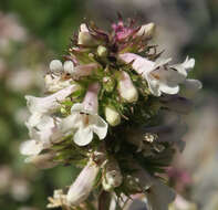 Plancia ëd Penstemon washingtonensis D. D. Keck