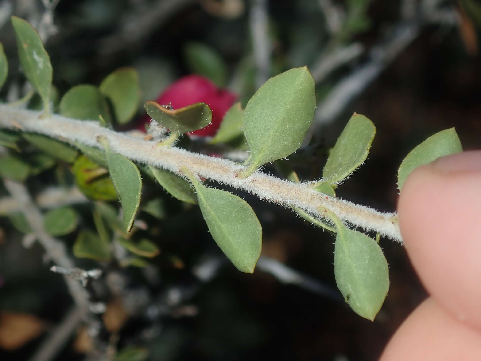 Imagem de Eremophila maculata (Ker-Gawler) F. Muell.