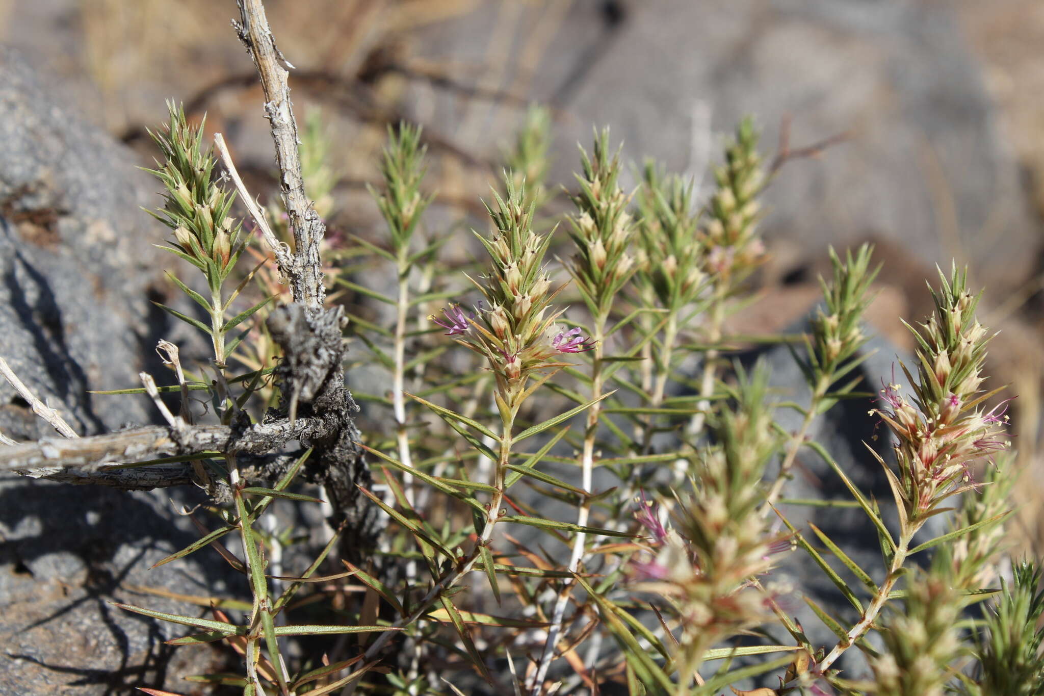 Image of Pleurophora pungens D. Don