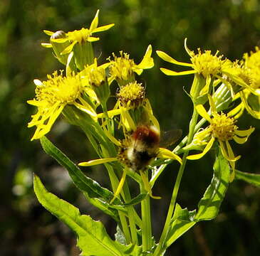 Image of Forest Bumble Bee