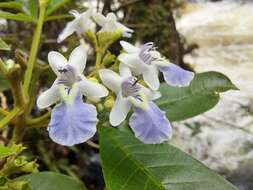 Image de Vitex megapotamica (Spreng.) Moldenke