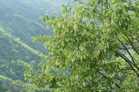 Image of European Hop-hornbeam