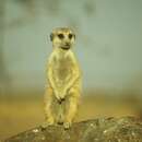 Suricata suricatta marjoriae Bradfield 1936 resmi