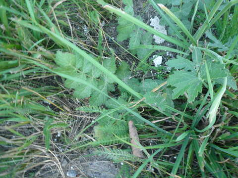 Image of solidstem burnet saxifrage