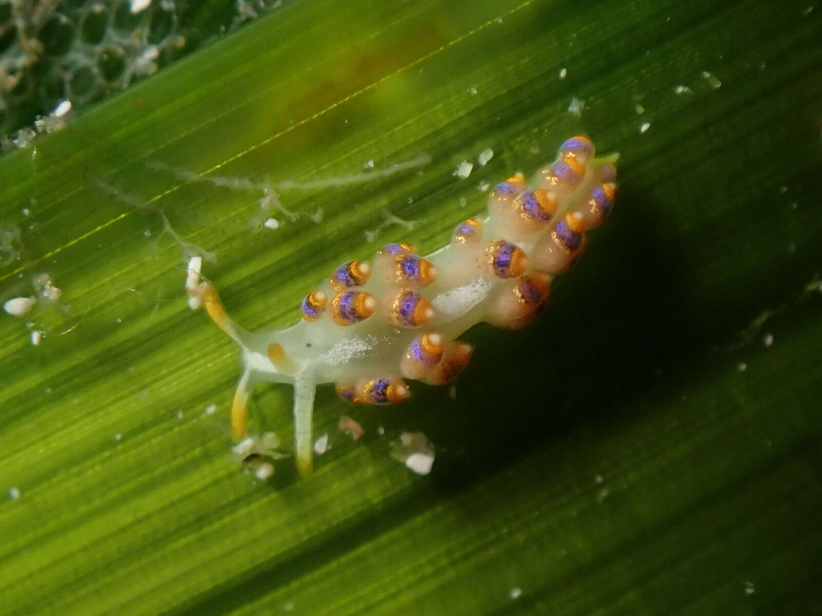 Image of Trinchesia morrowae Korshunova, Picton, Furfaro, Mariottini, Pontes, Prkić, Fletcher, Malmberg, Lundin & Martynov 2019