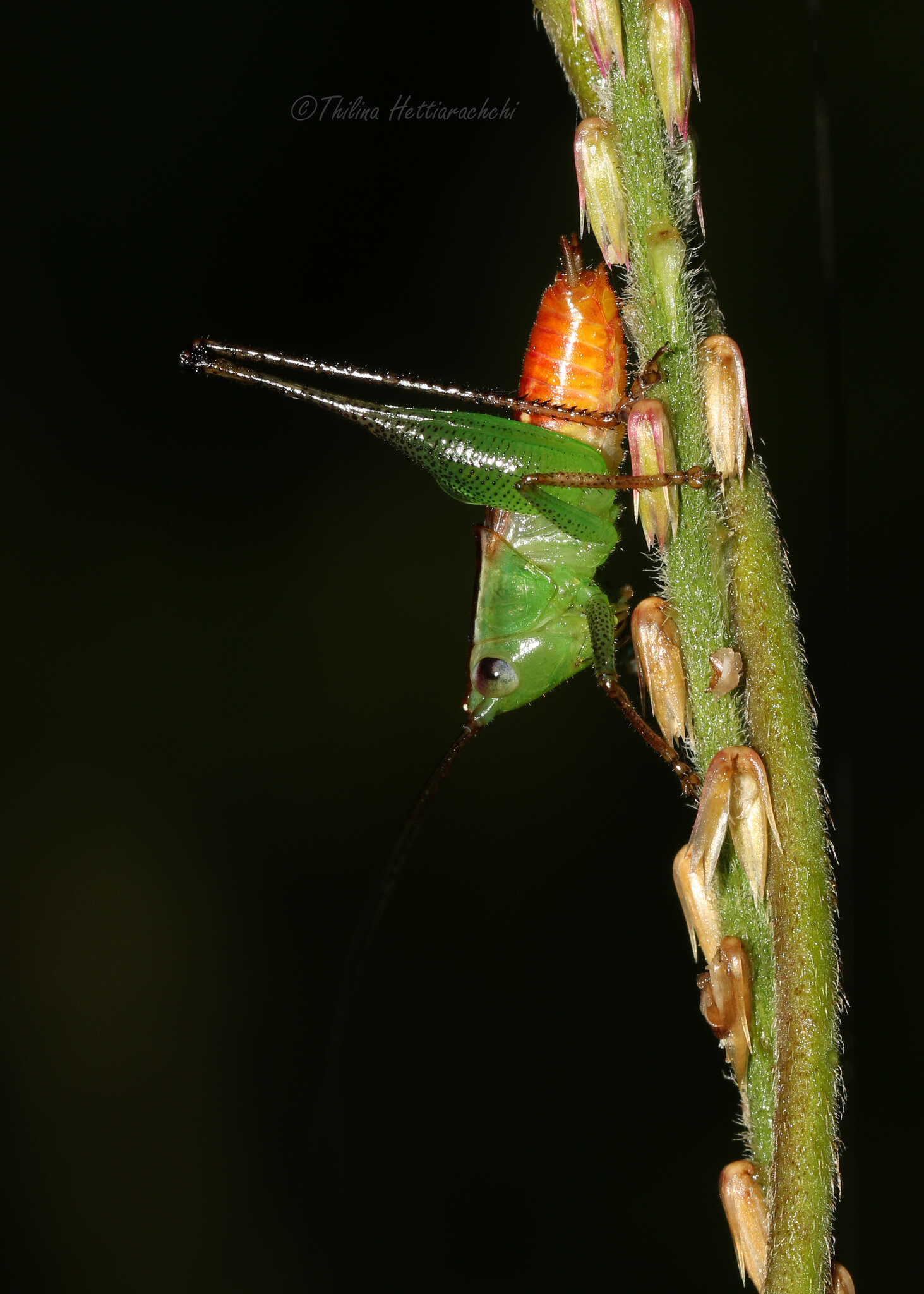 Image of Conocephalus (Anisoptera) signatus (Redtenbacher 1891)