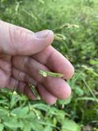 Plancia ëd Leersia lenticularis Michx.