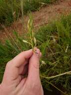 Image of Eulophia hians var. nutans (Sond.) S. Thomas