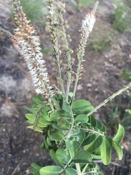 Image of Cluster-Spike Indigo-Bush