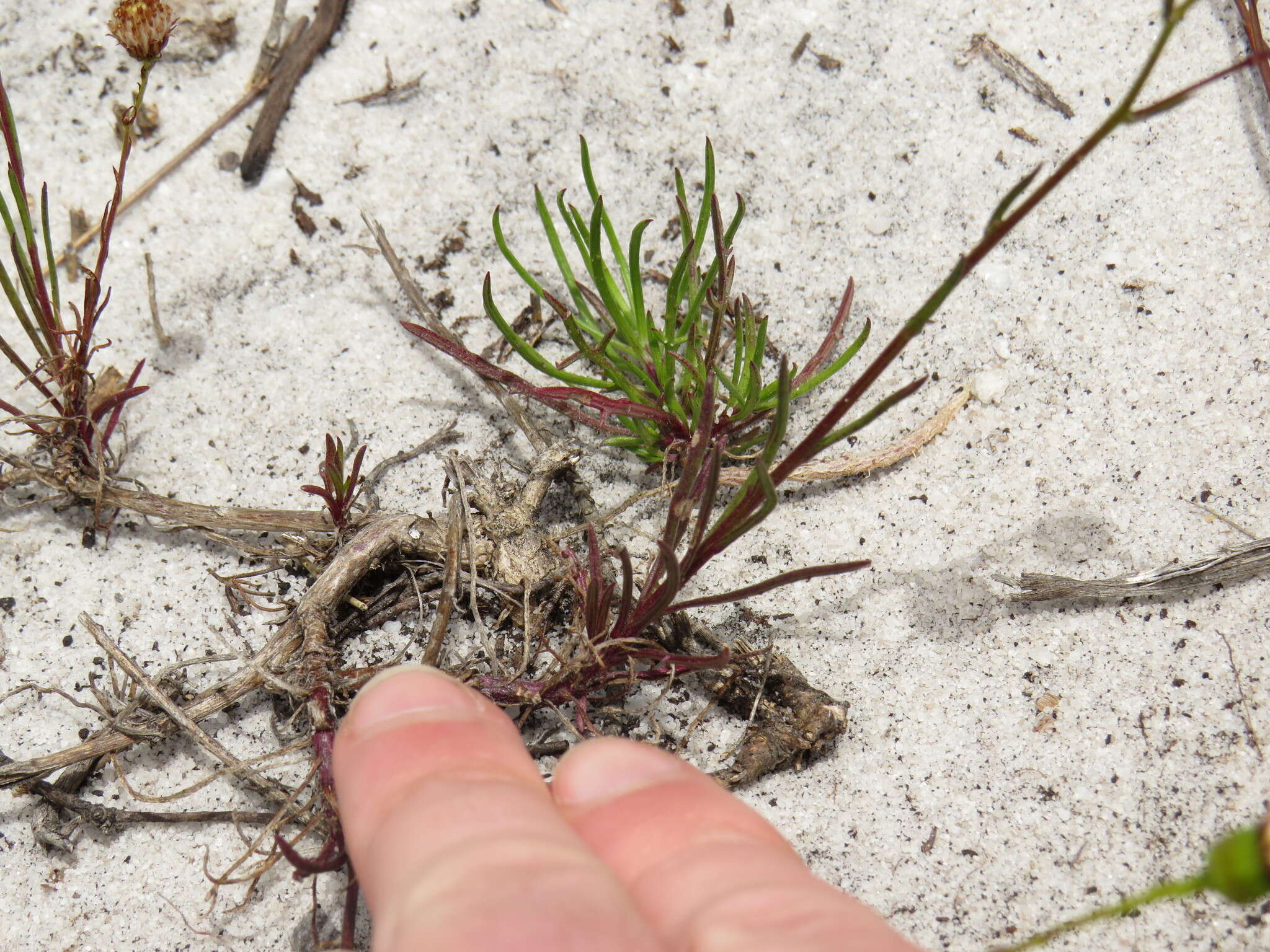 Image of Senecio paniculatus Berg.