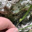 Sivun Carex edwardsiana E. L. Bridges & Orzell kuva