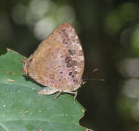 Image de Arhopala anthelus (Westwood (1852))