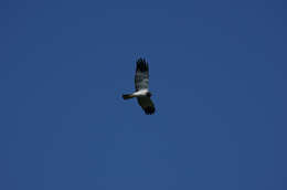 Image of Reunion Harrier