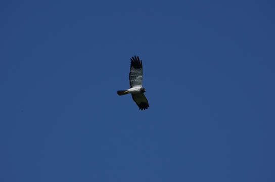 Image of Reunion Harrier