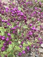 Image of Calceolaria purpurea R. Grah.