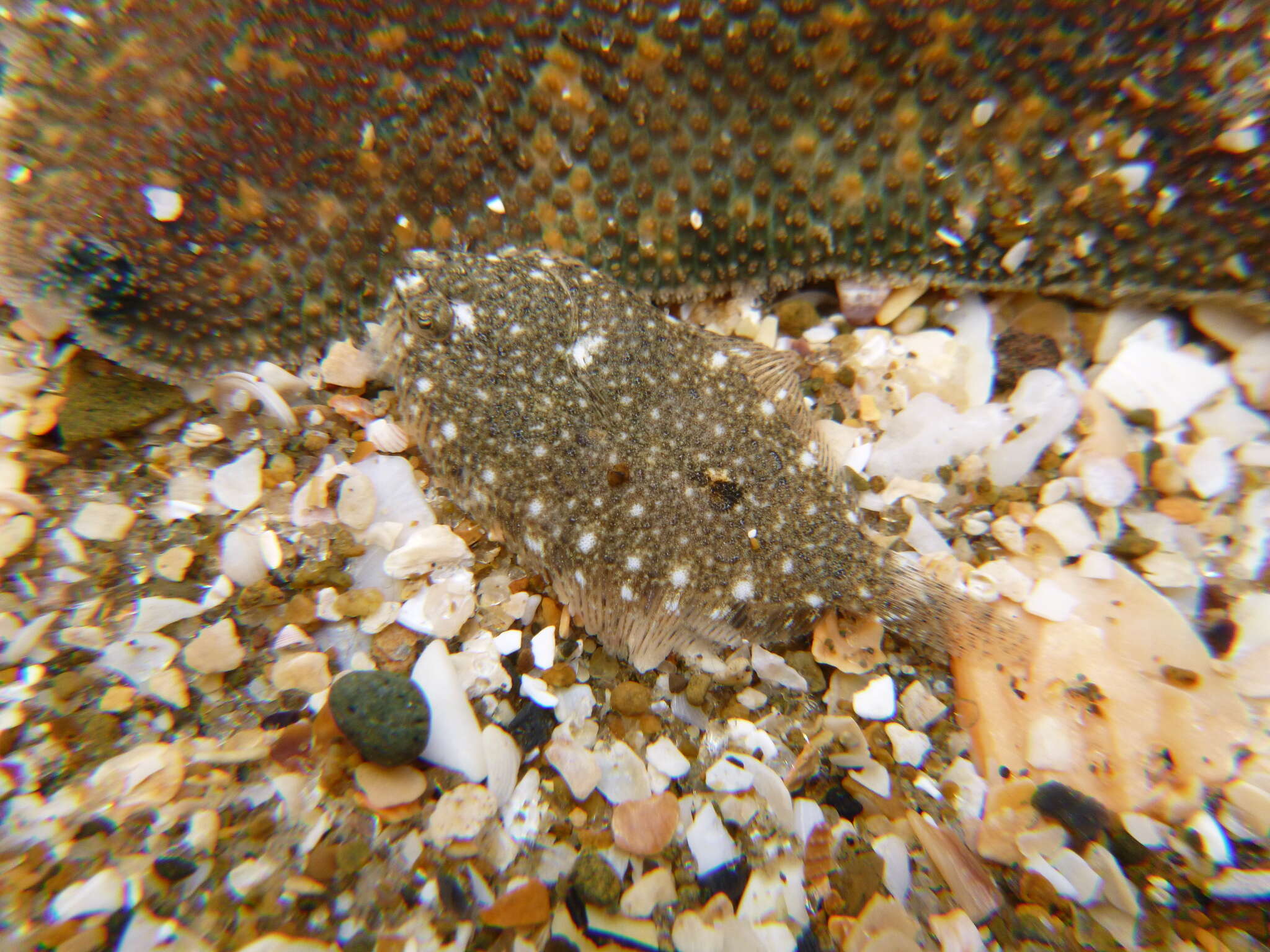 Image of Speckled sole