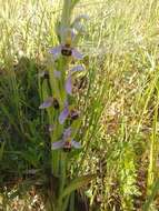 Image of Ophrys apifera var. aurita (Moggr.) Gremli