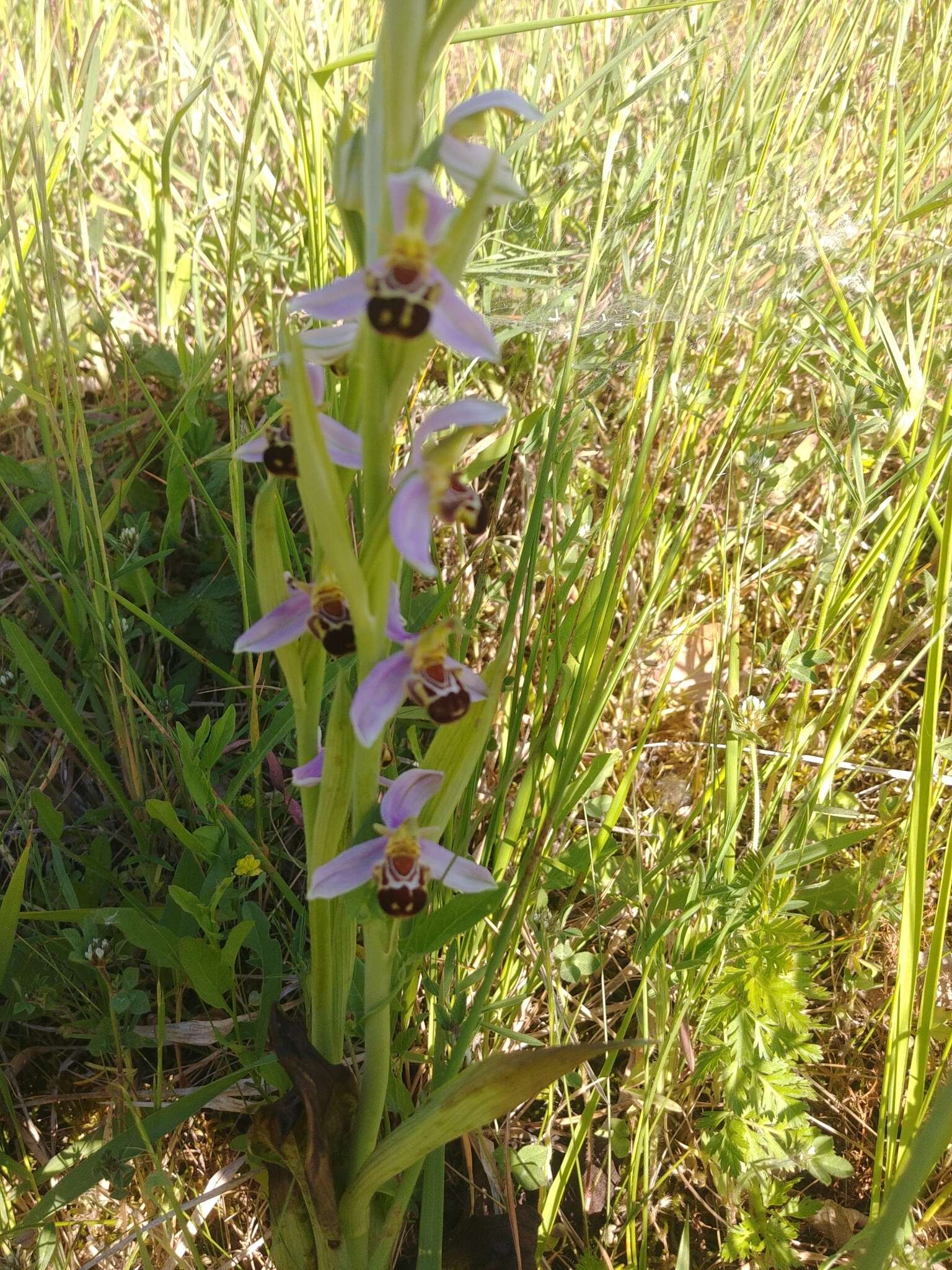 Image of Ophrys apifera var. aurita (Moggr.) Gremli