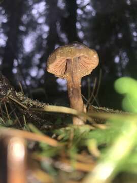 Слика од Cortinarius anthracinus (Fr.) Sacc. 1887