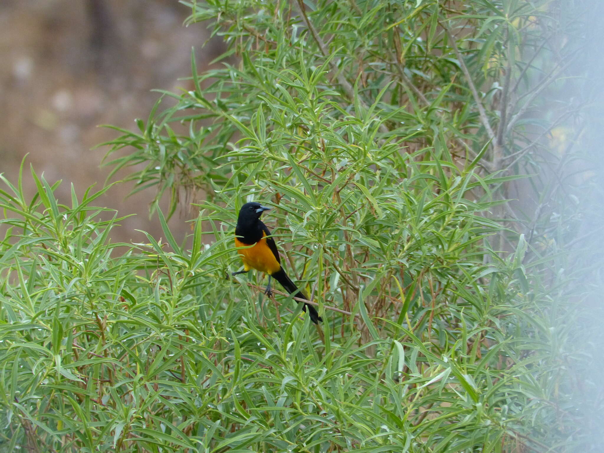 Image of Black-vented Oriole