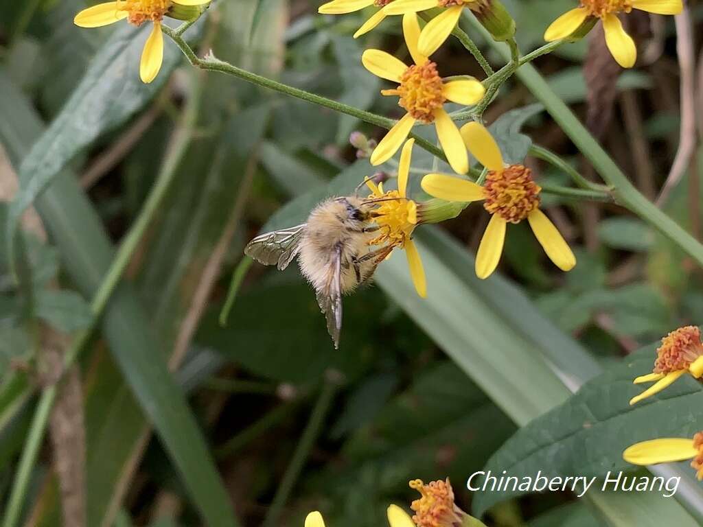 صورة Bombus sonani (Frison 1934)