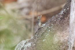 Anolis marmoratus caryae Lazell 1964 resmi