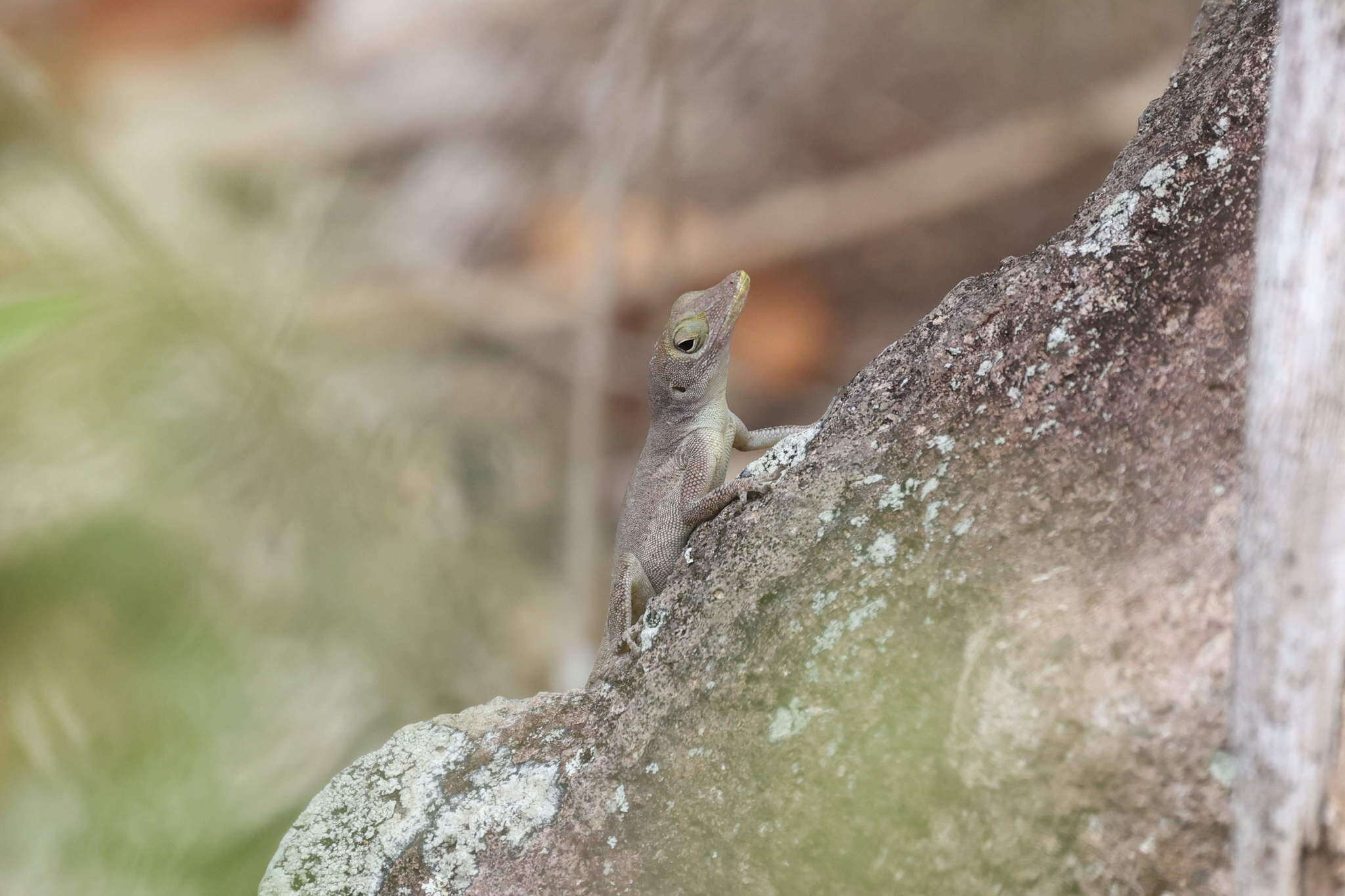 Image of Anolis marmoratus caryae Lazell 1964