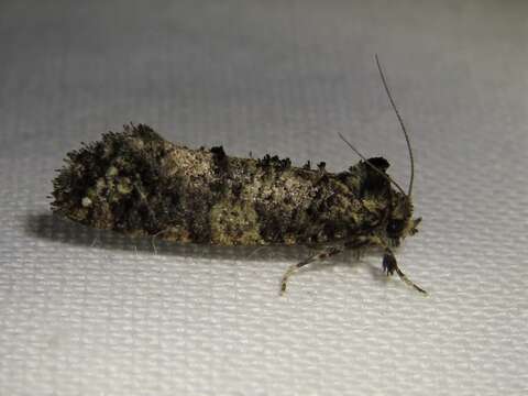 Image of Cresson's Grass-tubeworm Moth