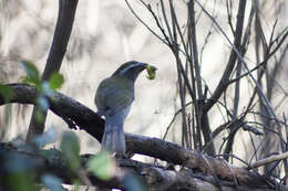 Imagem de Saltator similis d'Orbigny & Lafresnaye 1837