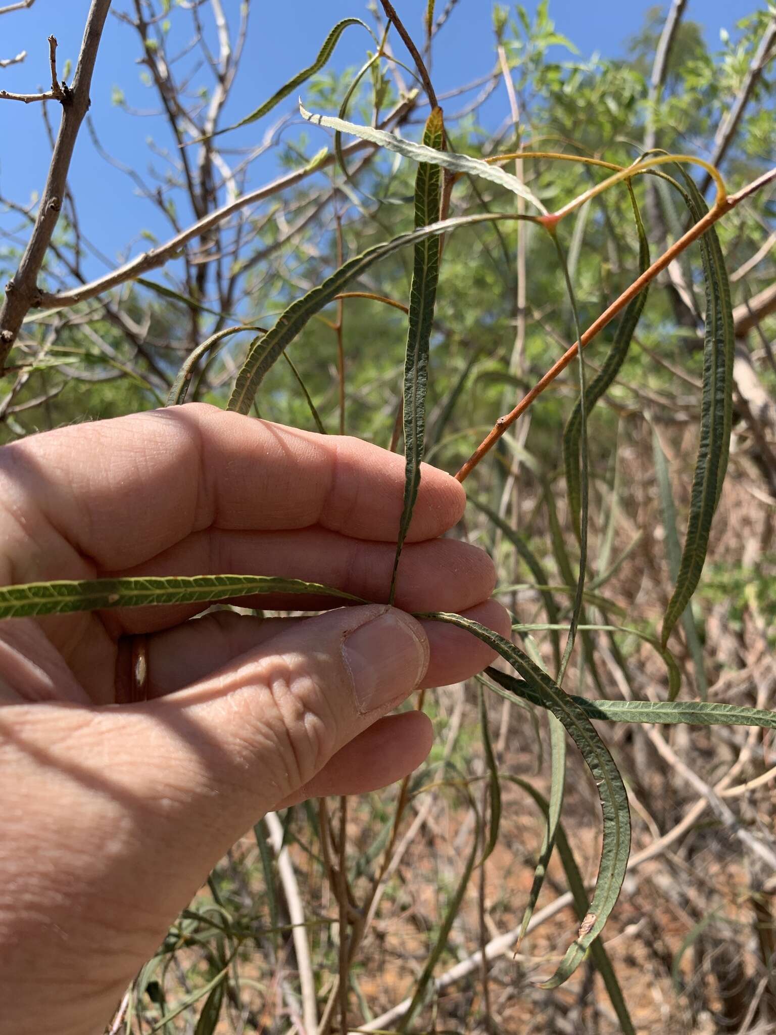 Image of Searsia keetii (Schönland) Moffett