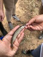 Image of Redfin Pickerel